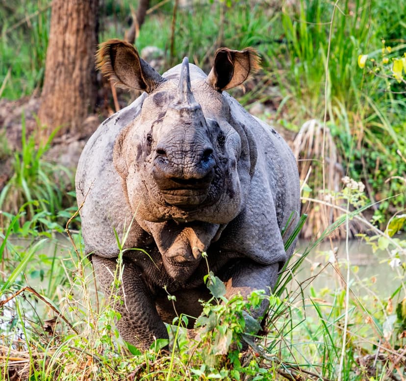 chitwan national park jungle safari