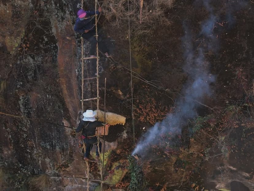 honey hunting in nepal